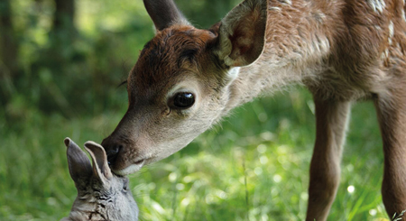 Bild zum Film Bambi – Eine Lebensgeschichte aus dem Walde